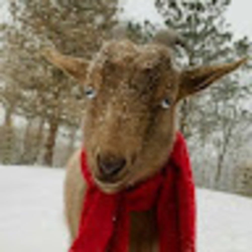 Meet your Posher, Abbie